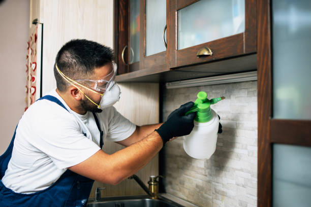 Best Wasp Removal Services  in Andrews, TX