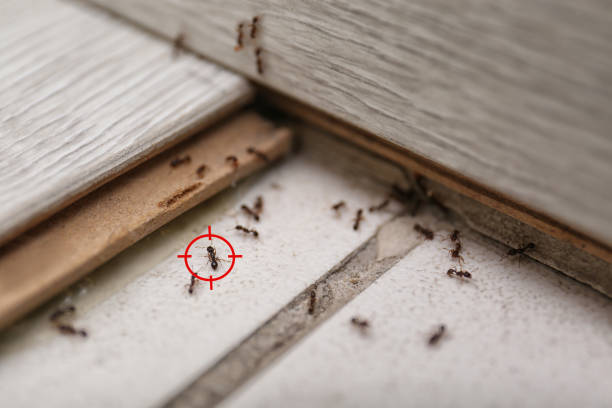 Best Flea Control Services  in Andrews, TX