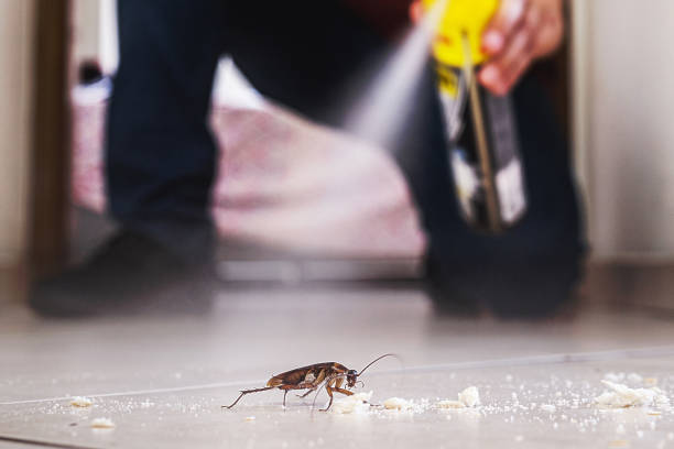 Best Spider Control Near Me  in Andrews, TX